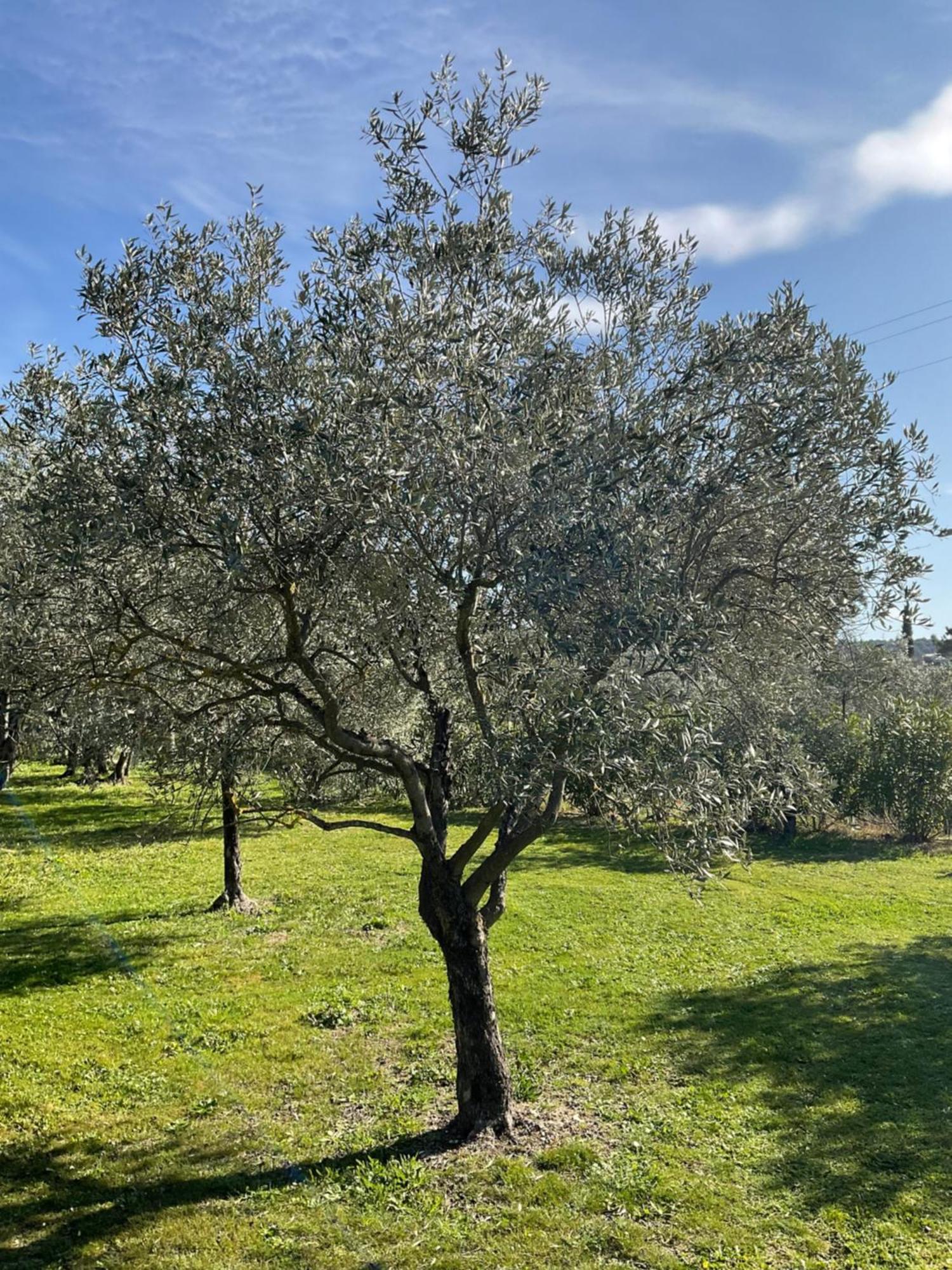 Provence Km28 Bed & Breakfast Gordes Bagian luar foto
